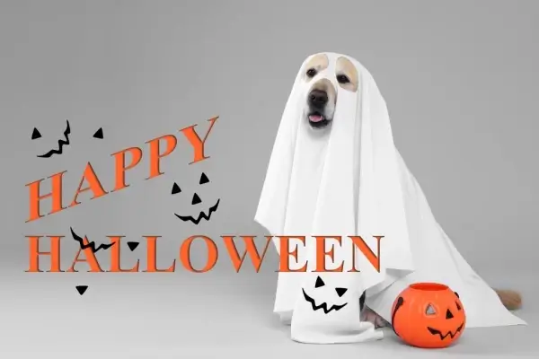 Happy Halloween from Ease Mortgage